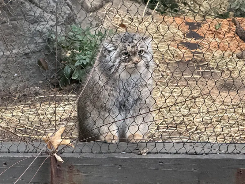 A photograph of Sarnai in Prospect Park Zoo