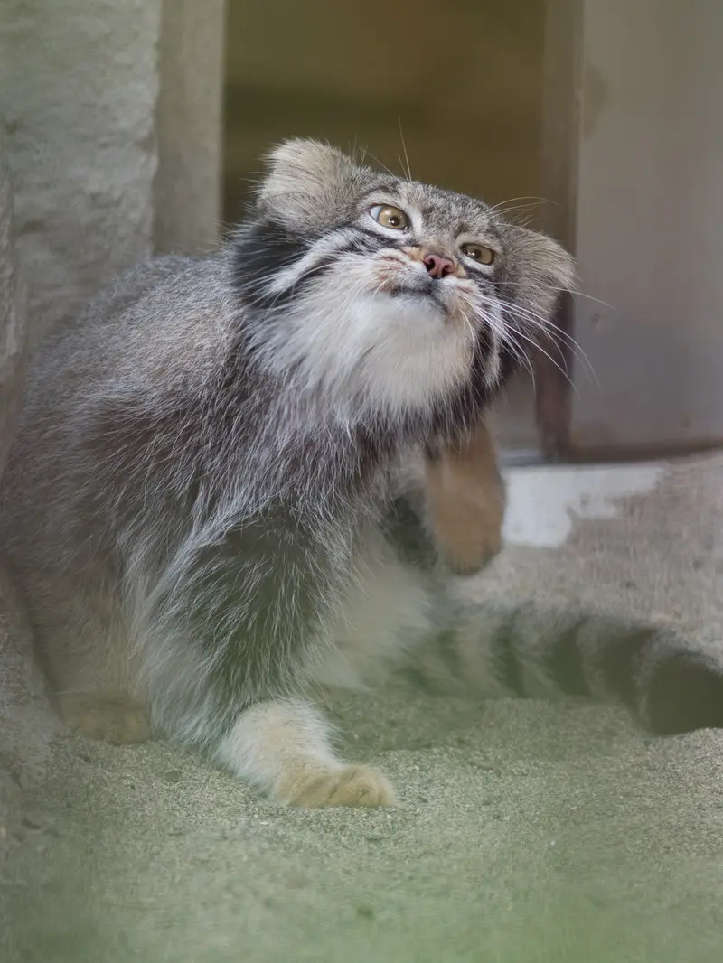 A photograph of Figa in Nogeyama Zoo