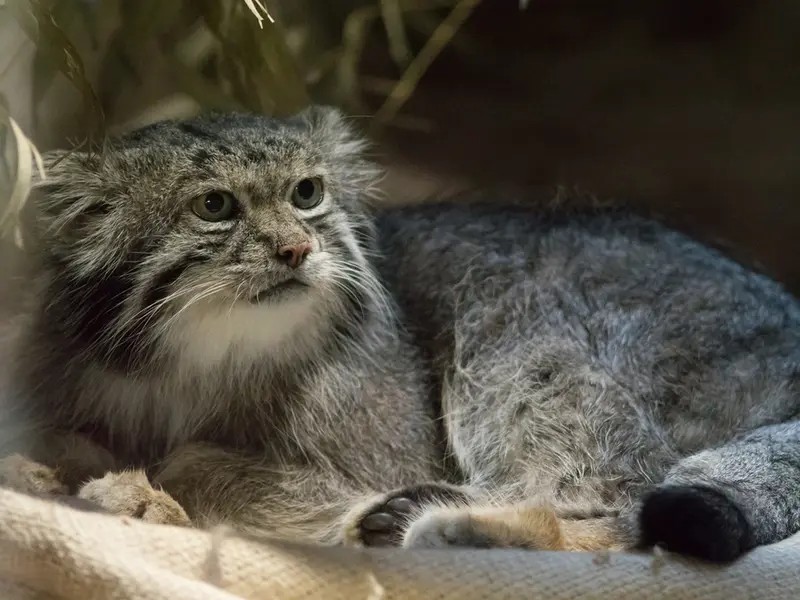 A photograph of Klyon in Ueno Zoological Gardens