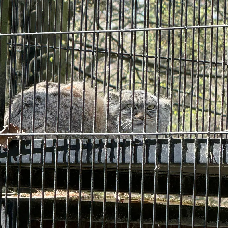 A photograph of Genghis in Kraków Zoo