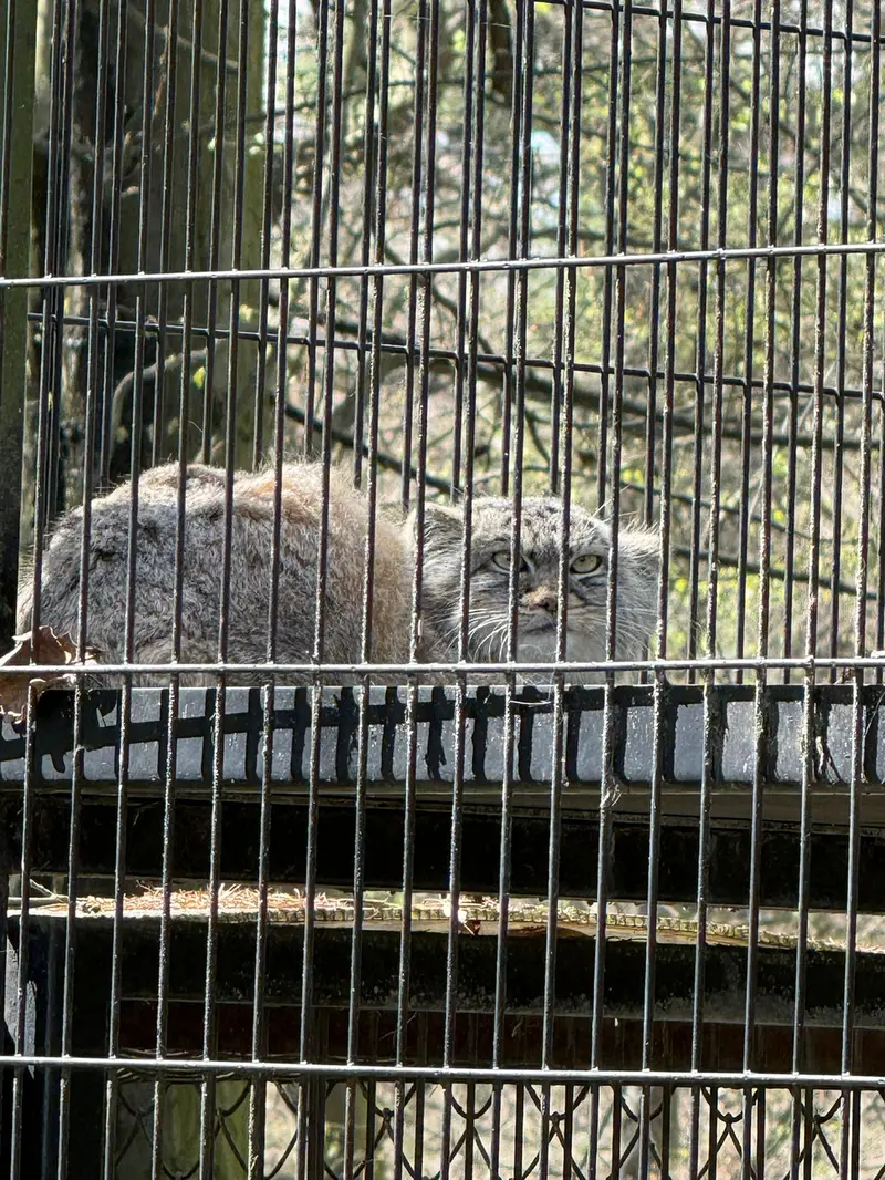 A photograph of Genghis in Kraków Zoo