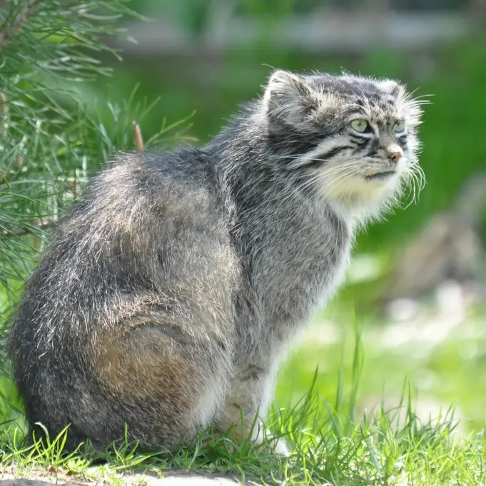 A photograph of a Pallas's cat in Dierenrijk Mierlo