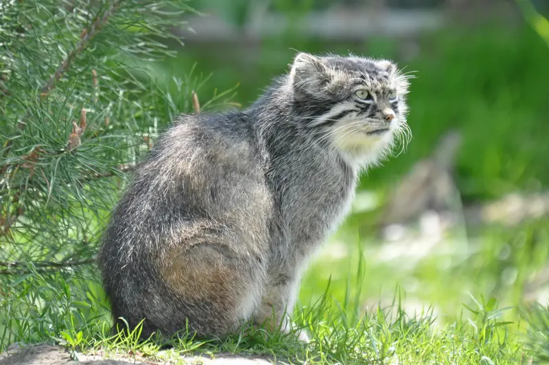 A photograph of a Pallas's cat in Dierenrijk Mierlo