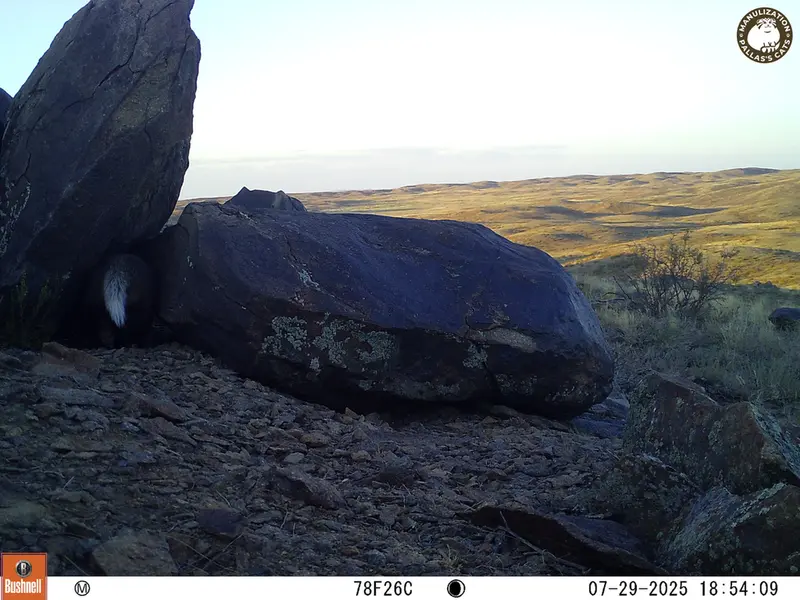 A photograph of Asian badger from Koshkar [new] camera trap