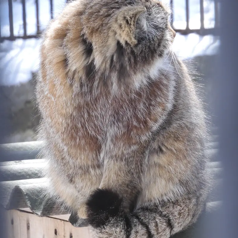 A photograph of Grey in Novosibirsk Zoo