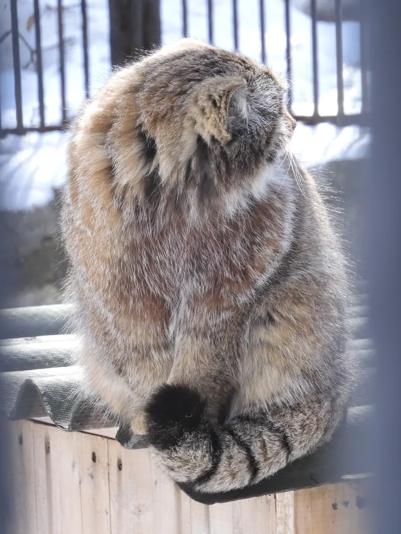 A photograph of Grey in Novosibirsk Zoo