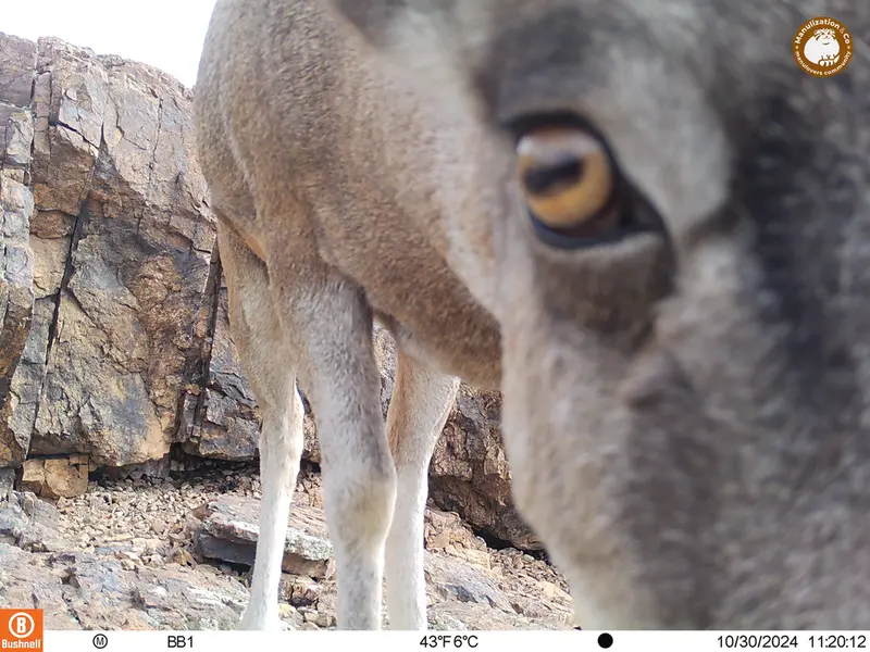 A photograph of Argali from Aktas-Kunkora camera trap