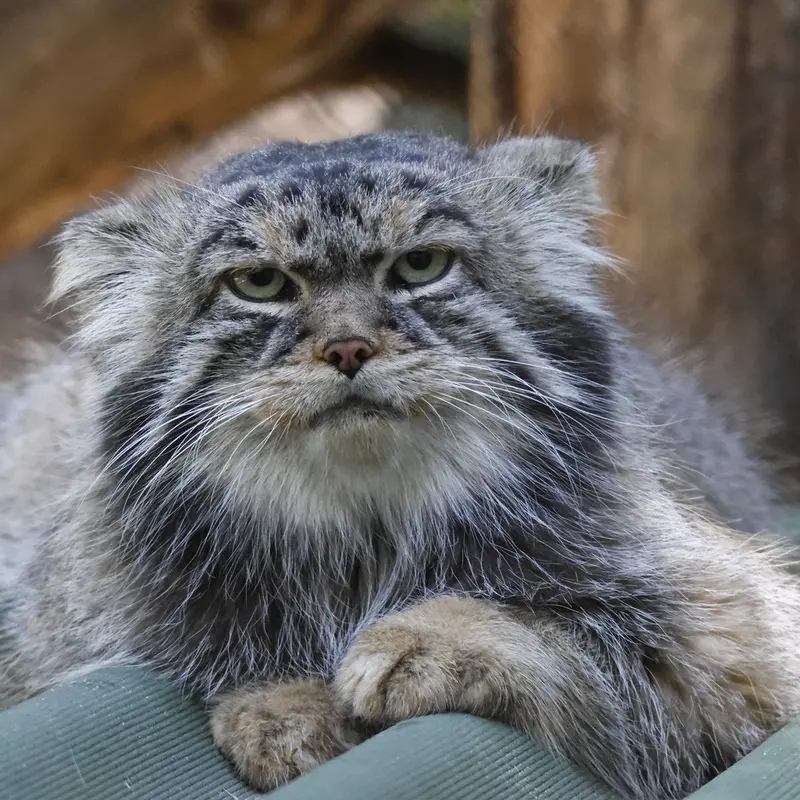 A photograph of George in Novosibirsk Zoo