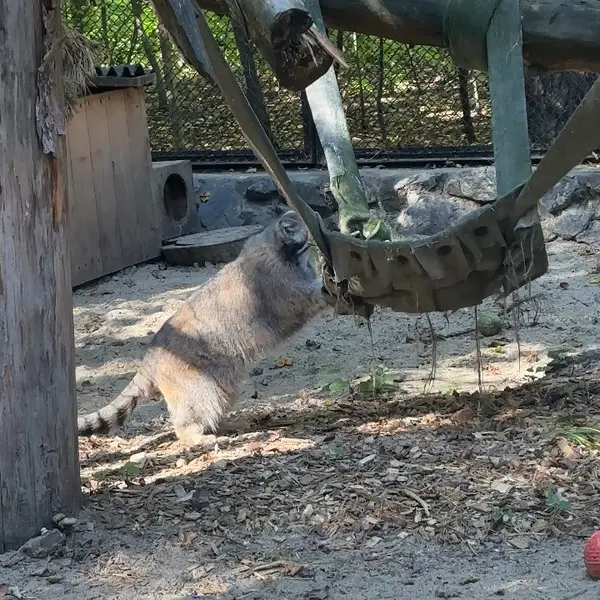 A photograph of a Pallas's cat in Novosibirsk Zoo