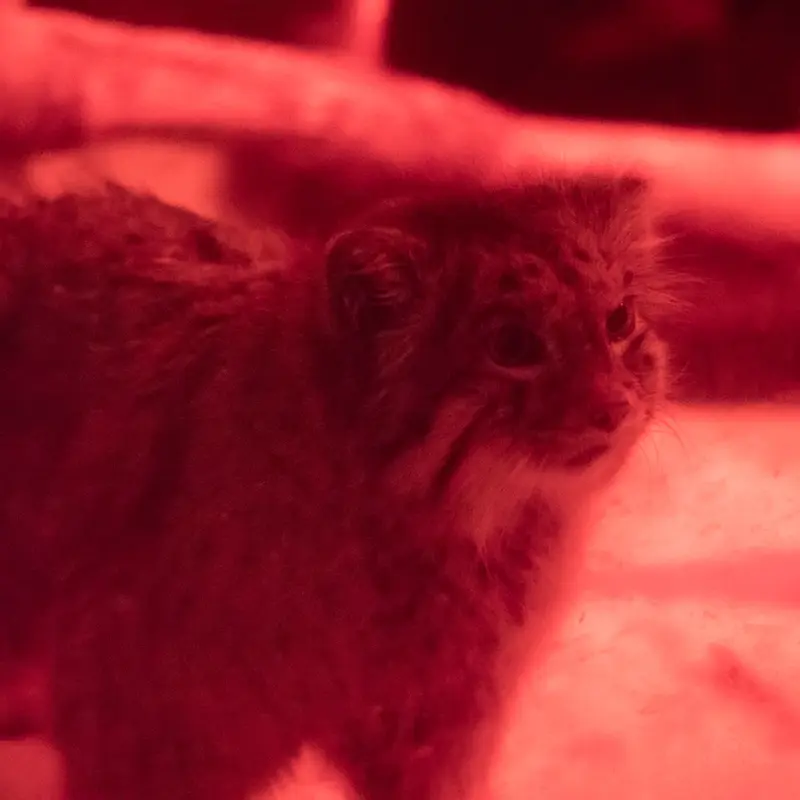 A photograph of Naim in Ueno Zoological Gardens