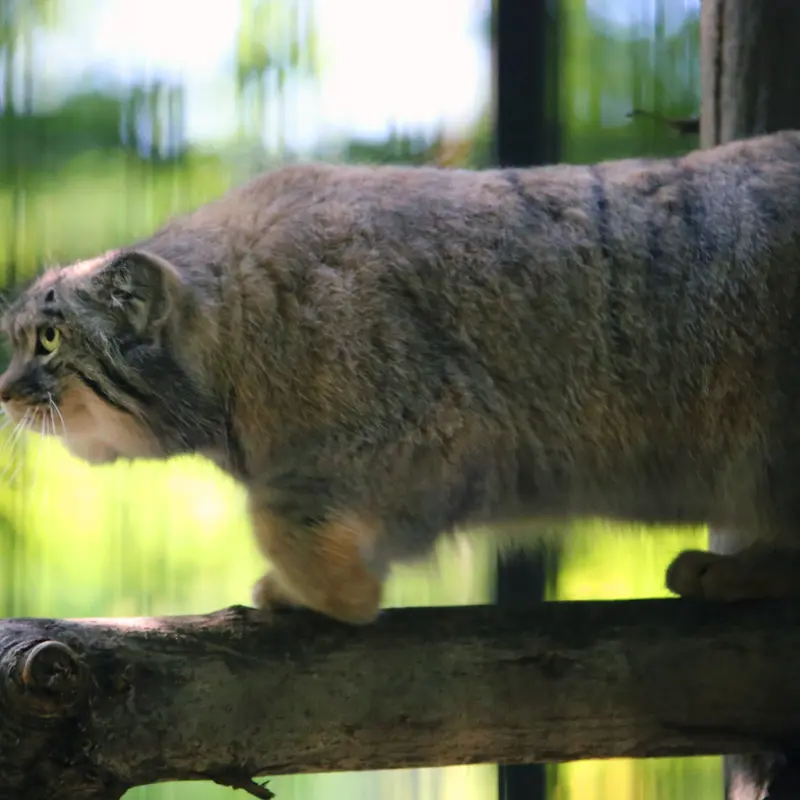 A photograph of Tsas in Kraków Zoo