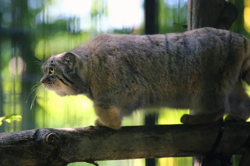 A photograph of Tsas in Kraków Zoo