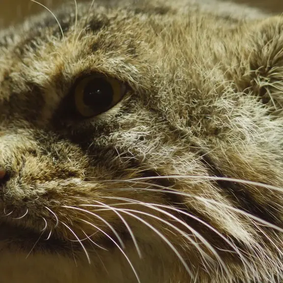 A photograph of a Pallas's cat in Ueno Zoological Gardens