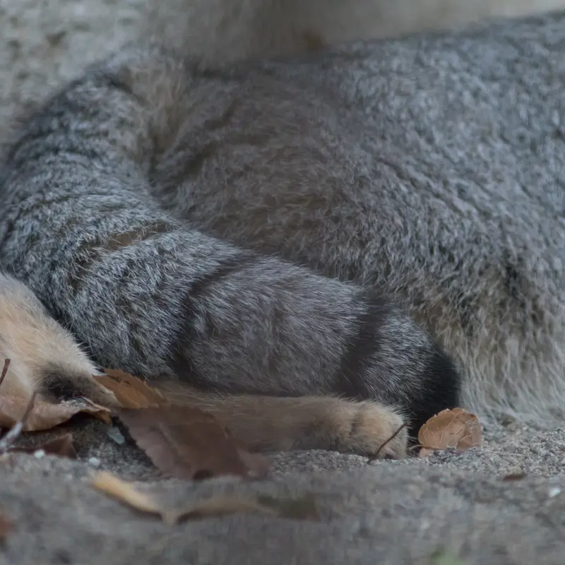 A photograph of Figa in Nogeyama Zoo