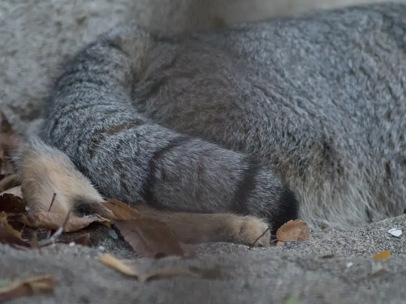 A photograph of Figa in Nogeyama Zoo