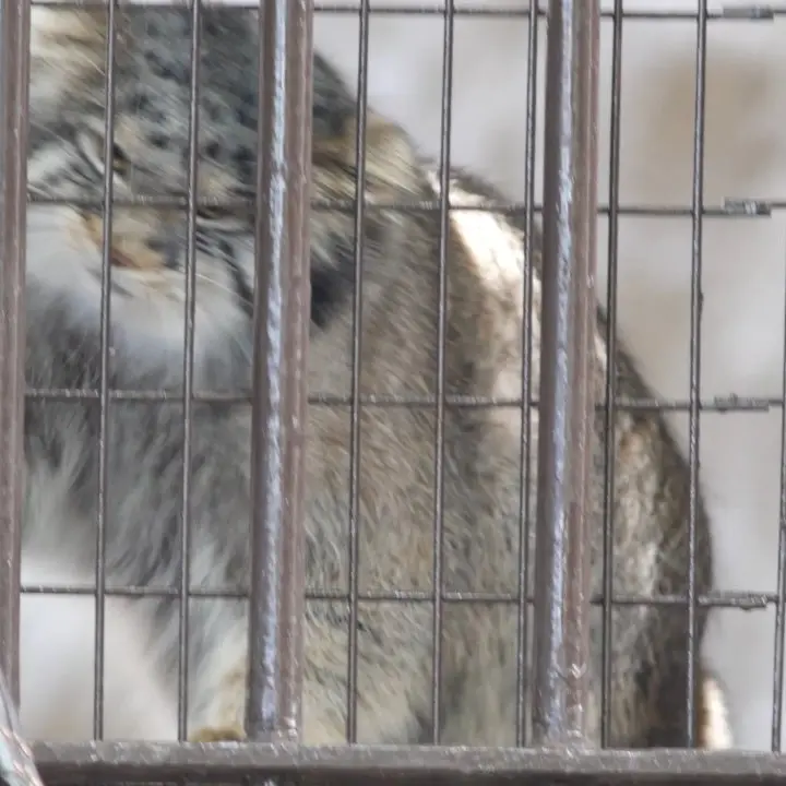 A photograph of Figa in Nogeyama Zoo