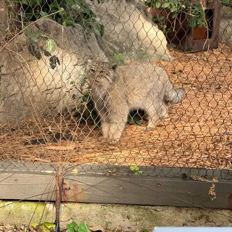 A photograph of Batu in Prospect Park Zoo