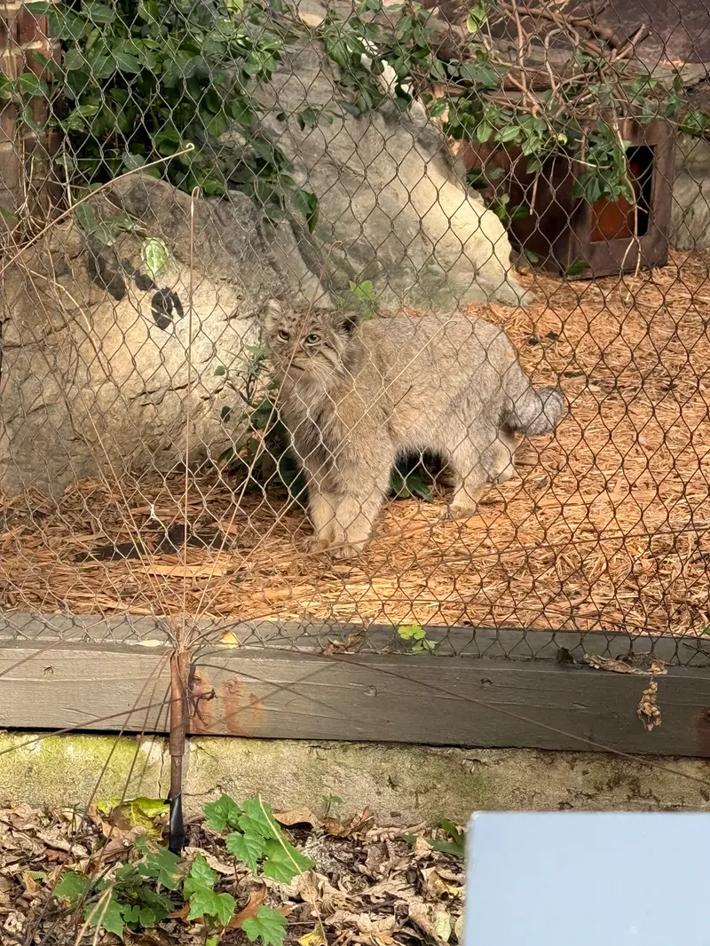 A photograph of Batu in Prospect Park Zoo