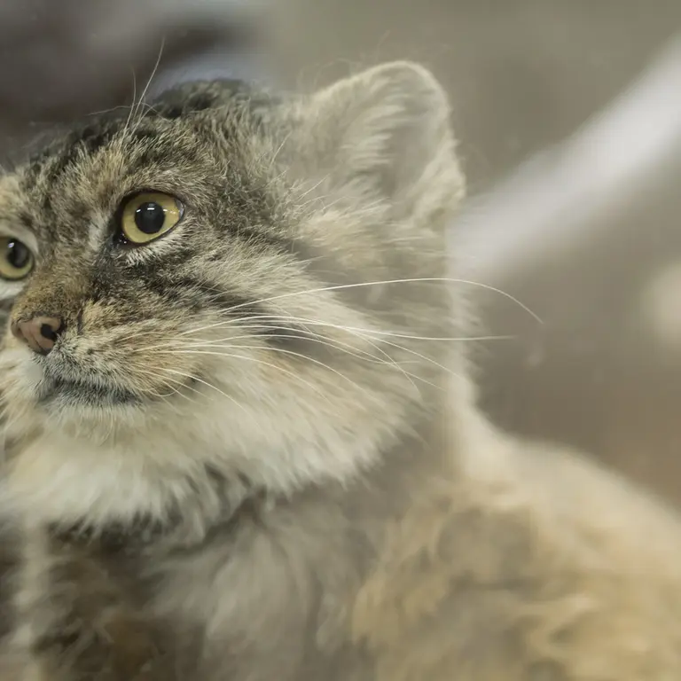 A photograph of Primula in Ueno Zoological Gardens