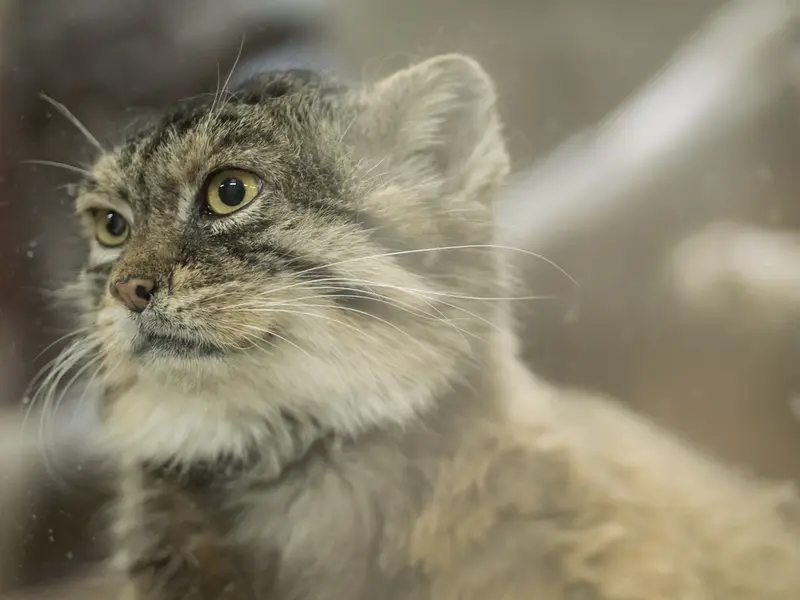 A photograph of Primula in Ueno Zoological Gardens