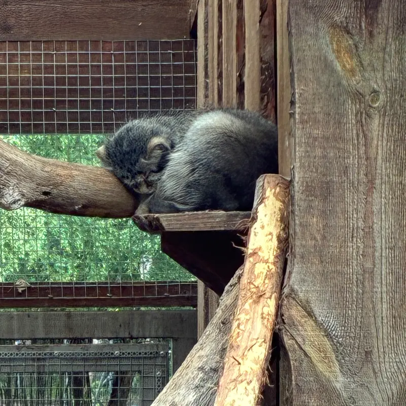 A photograph of Altani in Tallinn Zoo
