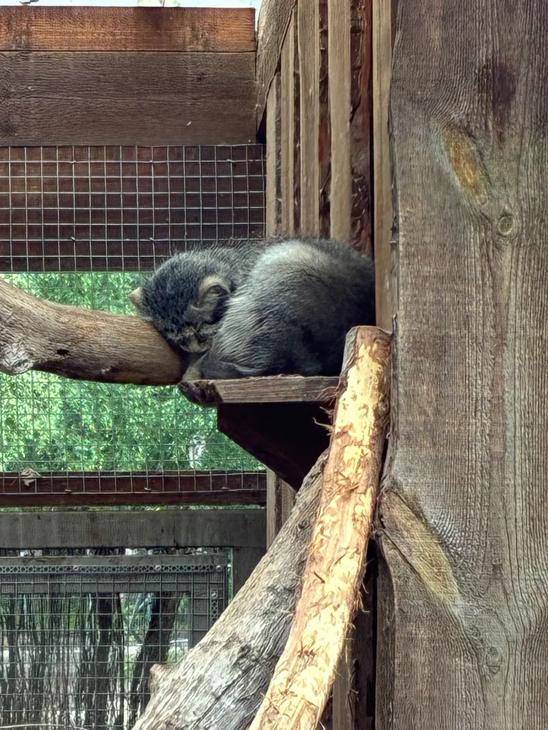 A photograph of Altani in Tallinn Zoo
