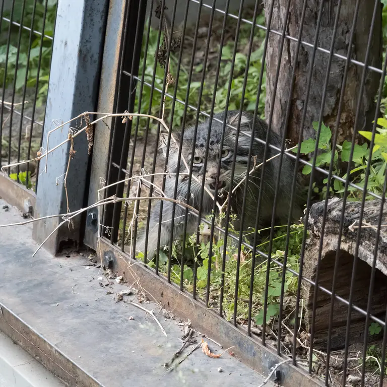 A photograph of Hide in Asahiyama Zoo