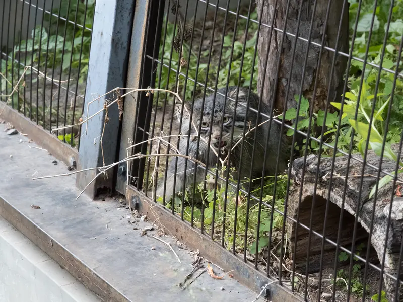 A photograph of Hide in Asahiyama Zoo