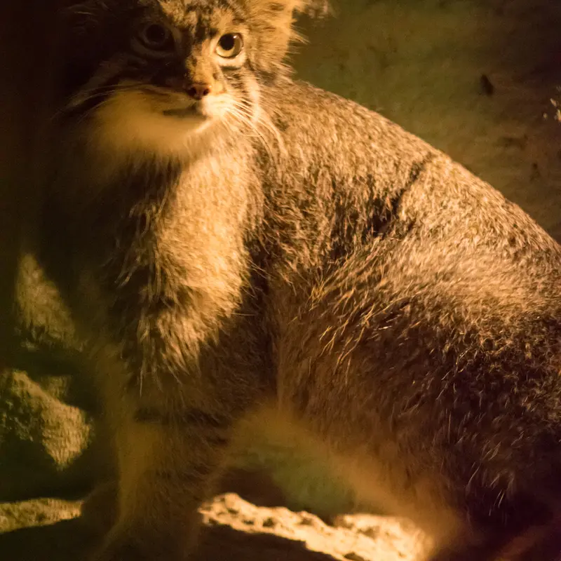 A photograph of Figa in Nogeyama Zoo