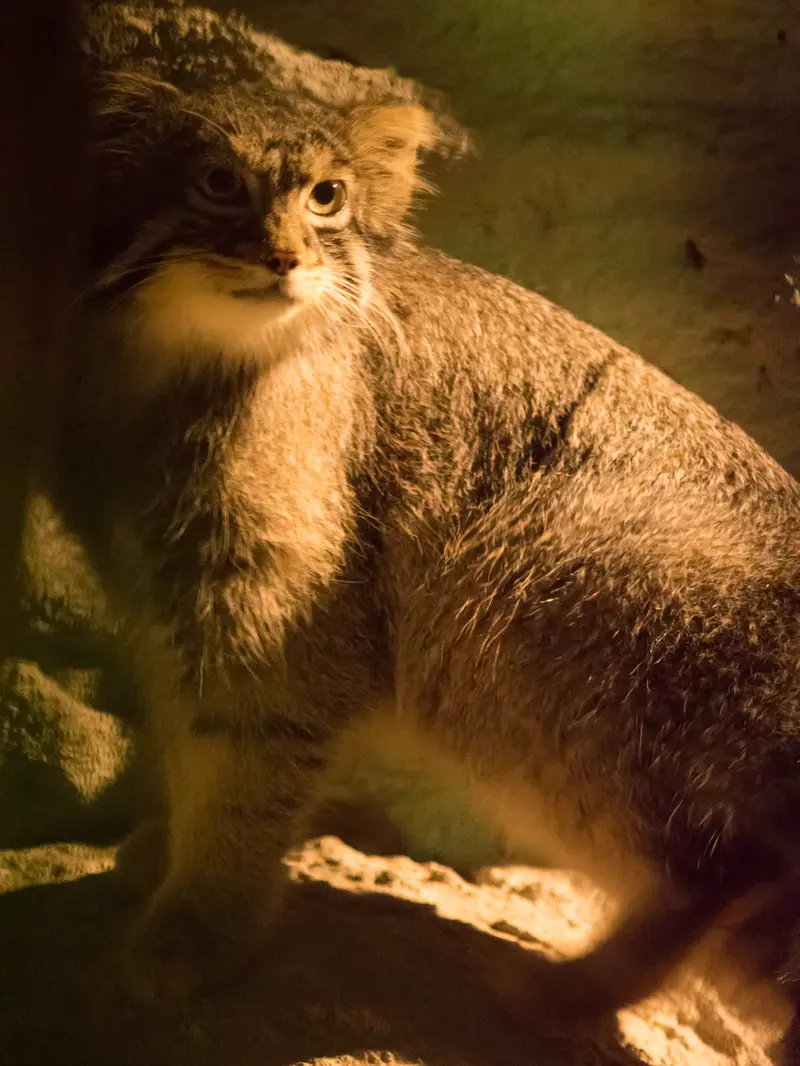 A photograph of Figa in Nogeyama Zoo