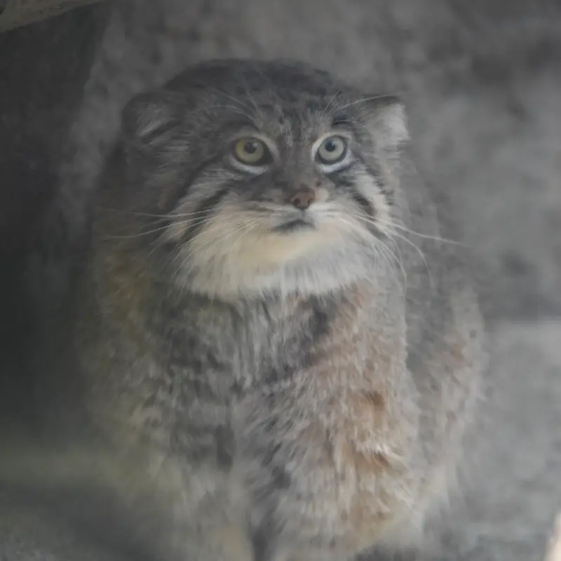 A photograph of Lev in Kobe Animal Kingdom