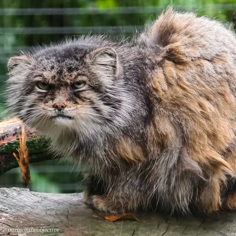 A photograph of Pazzo in Łódź Zoo