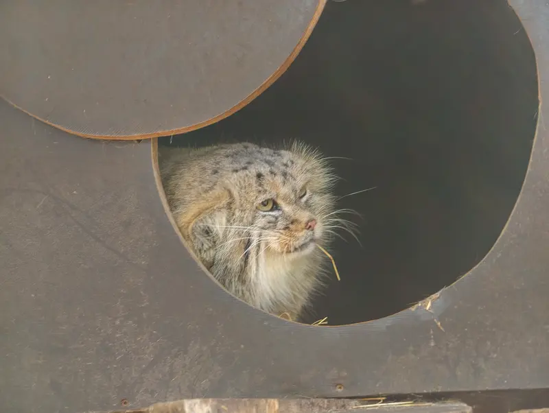 A photograph of Alani in Košice Zoo