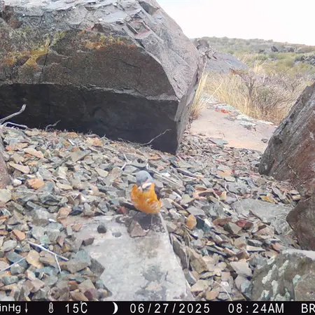 A photograph of a Pallas's cat from Kiikbai camera trap