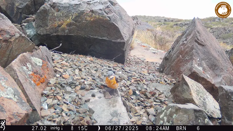 A photograph of a Pallas's cat from Kiikbai camera trap