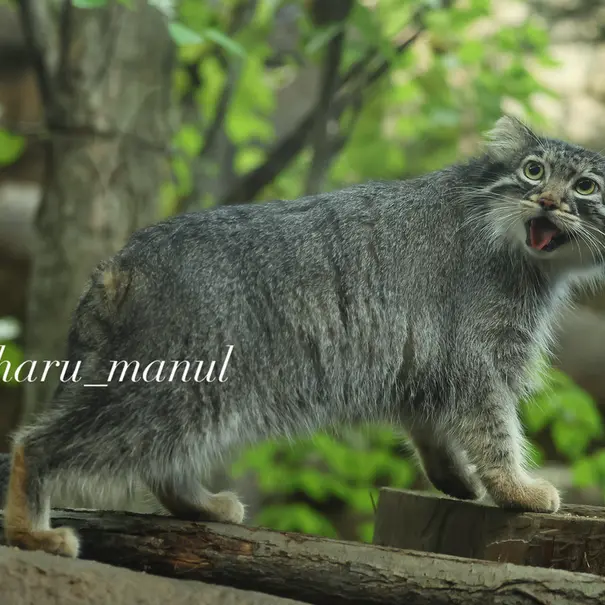 A photograph of Abrikos in Nasu Animal Kingdom