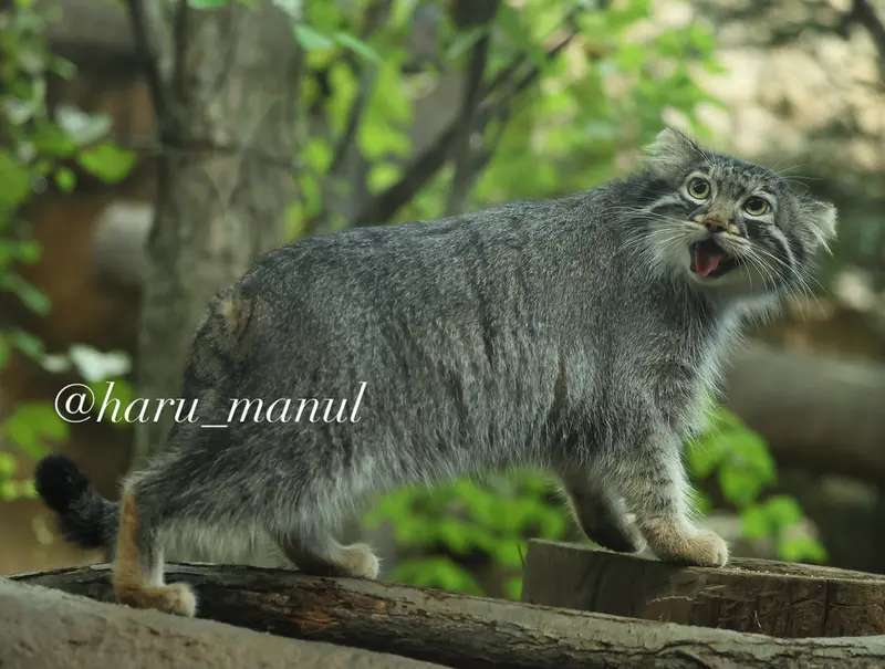 A photograph of Abrikos in Nasu Animal Kingdom