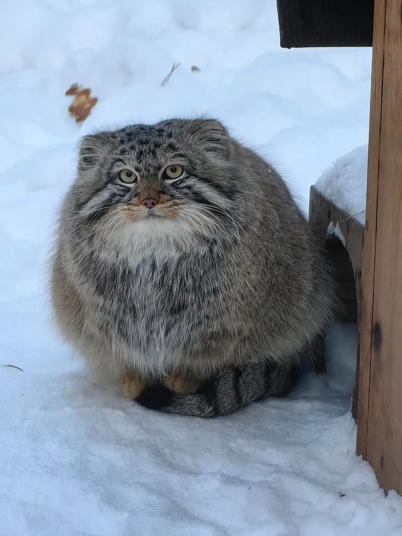 A photograph of Son of Lolo 2024 Ⅵ in Novosibirsk Zoo