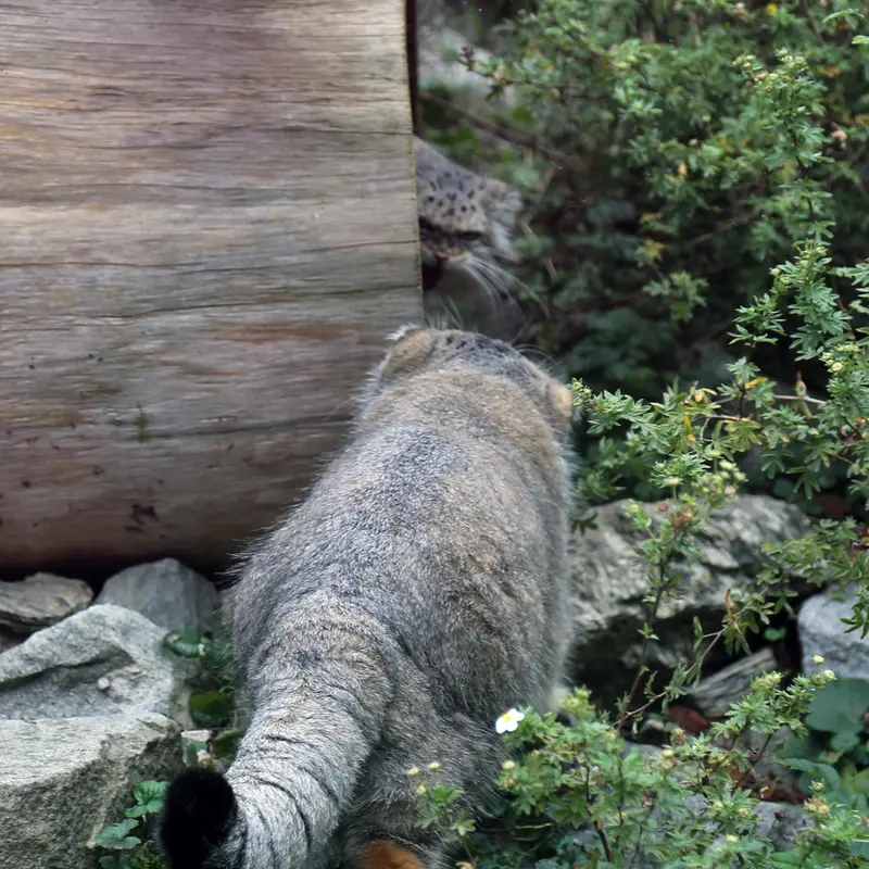 A photograph of Zarina in Wrocław Zoo