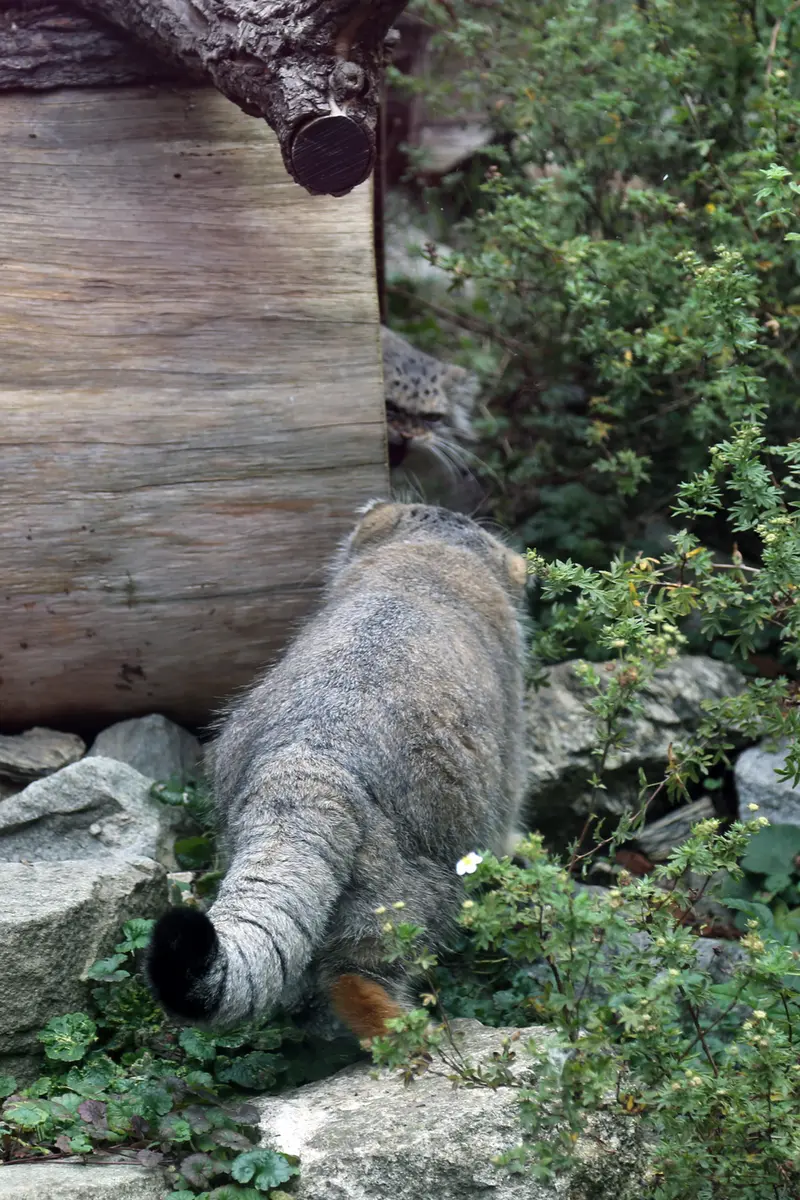 A photograph of Kubi and Zarina in Wrocław Zoo
