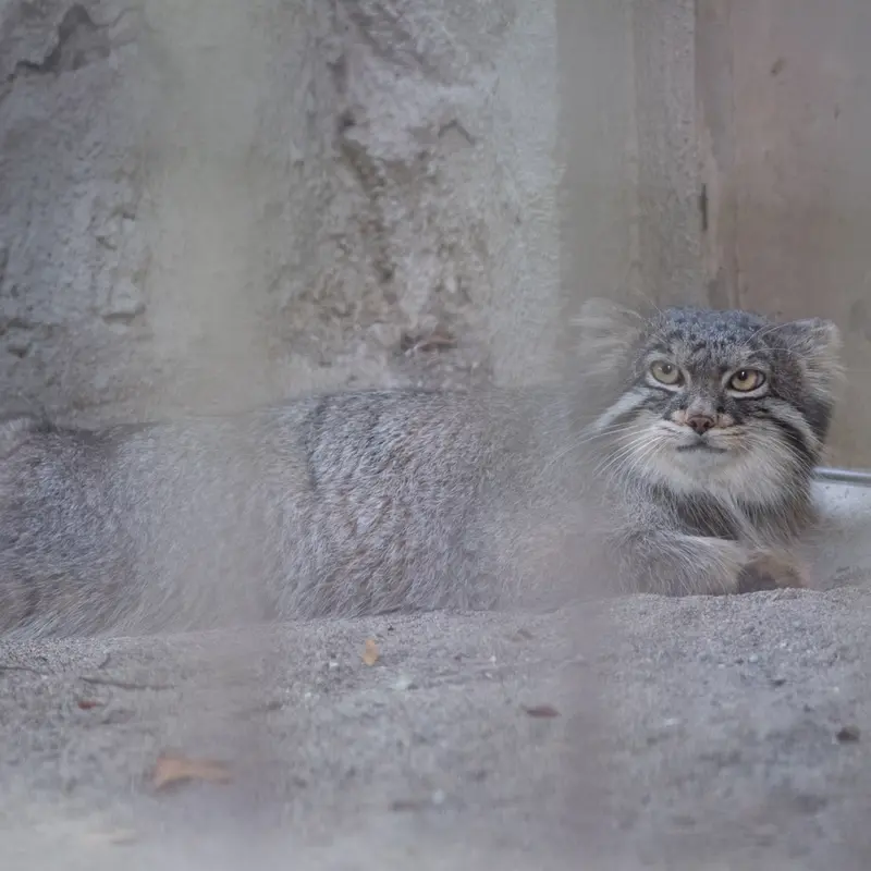 A photograph of Figa in Nogeyama Zoo