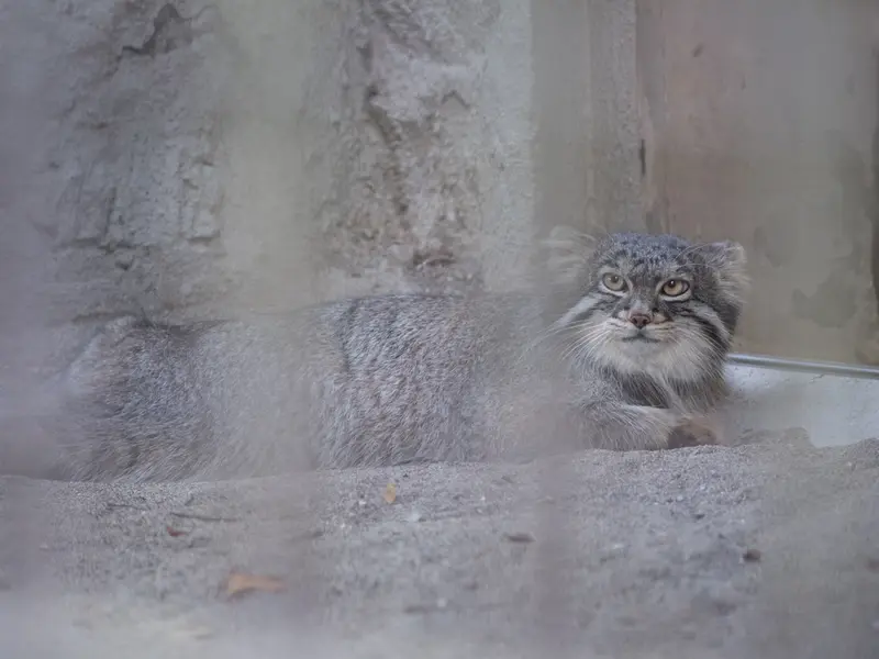 A photograph of Figa in Nogeyama Zoo