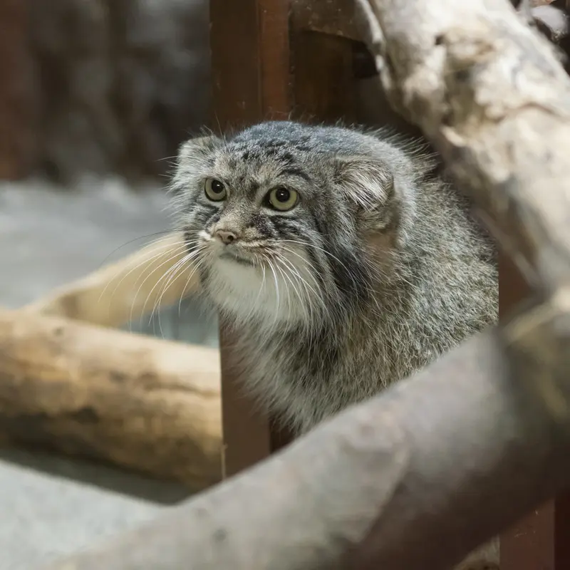 A photograph of Shafran in Ueno Zoological Gardens
