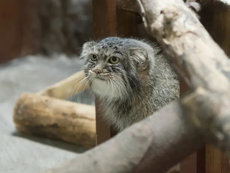 A photograph of Shafran in Ueno Zoological Gardens