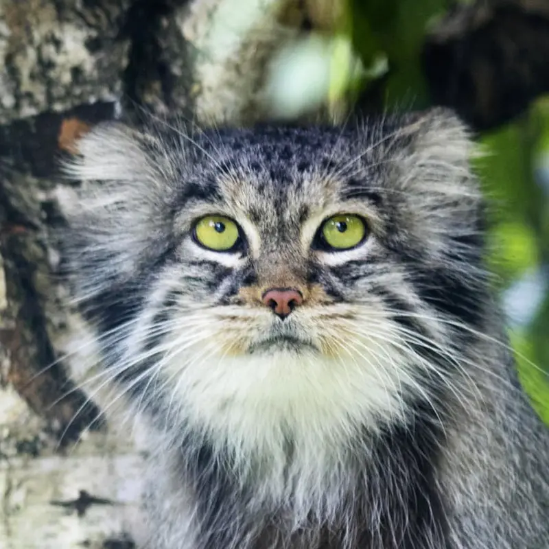 Juran the Pallas's cat from Tierpark Berlin