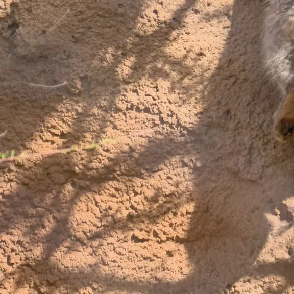 A photograph of a Pallas's cat in Prague Zoo
