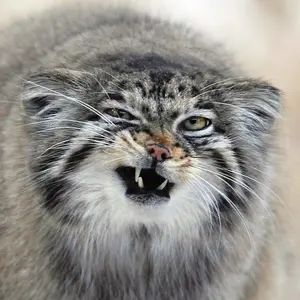 Nadia the Pallas's cat from Cheyenne Mountain Zoo