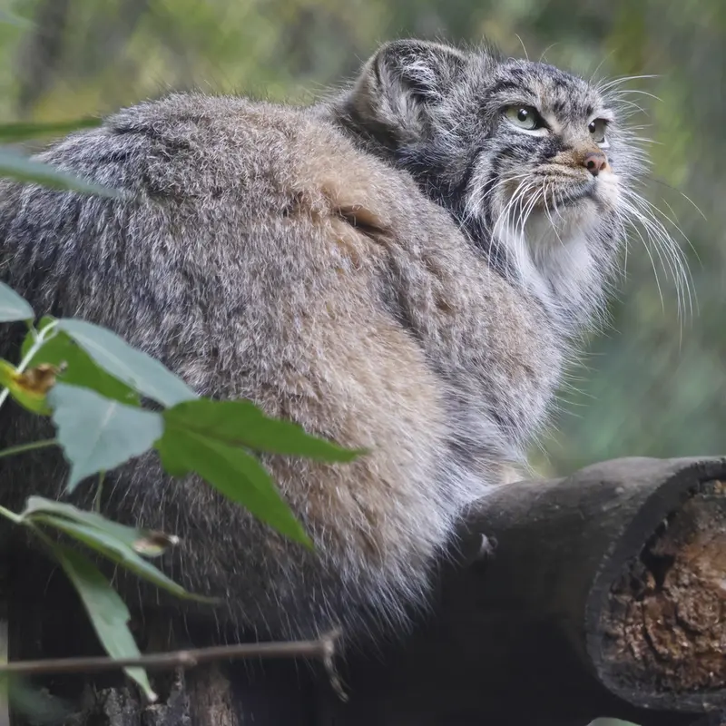 A photograph of Zosya in Novosibirsk Zoo