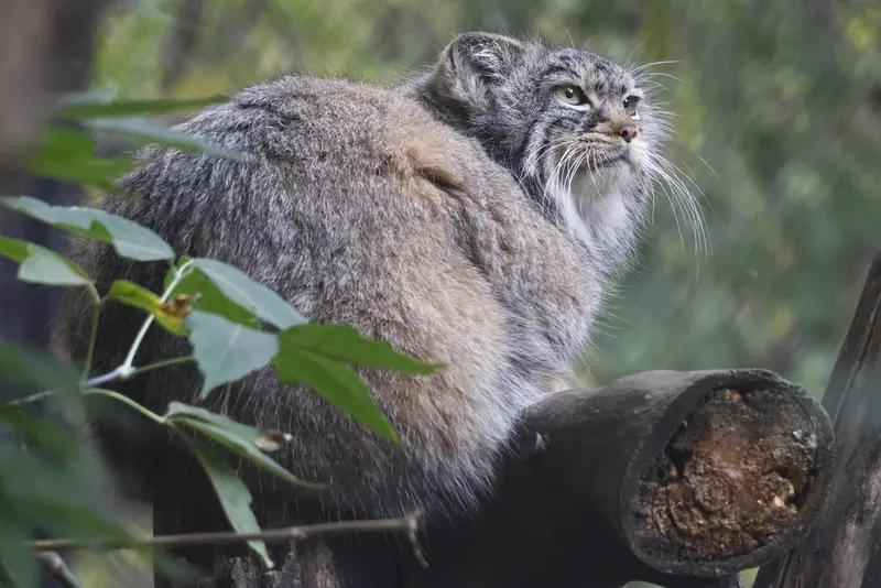 A photograph of Zosya in Novosibirsk Zoo