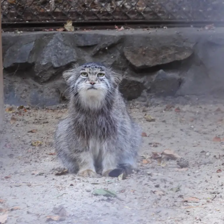 A photograph of Mia in Novosibirsk Zoo